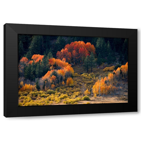 Usa-California-Sierra Nevada Hope Valley Aspens glow a brilliant orange during fall Black Modern Wood Framed Art Print with Double Matting by Sederquist, Betty