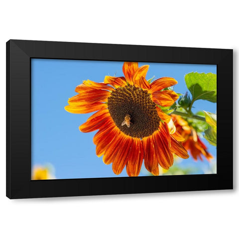 Honeybee lands on a huge sunflower. Black Modern Wood Framed Art Print with Double Matting by Sederquist, Betty
