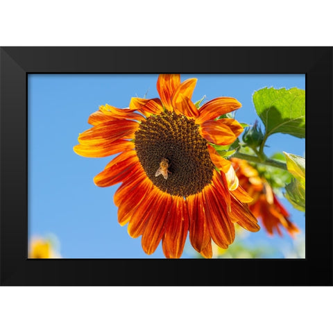 Honeybee lands on a huge sunflower. Black Modern Wood Framed Art Print by Sederquist, Betty