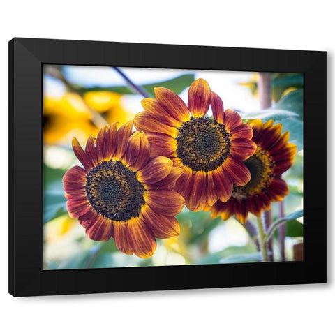 Trio of orange sunflowers gladdens a garden. Black Modern Wood Framed Art Print by Sederquist, Betty