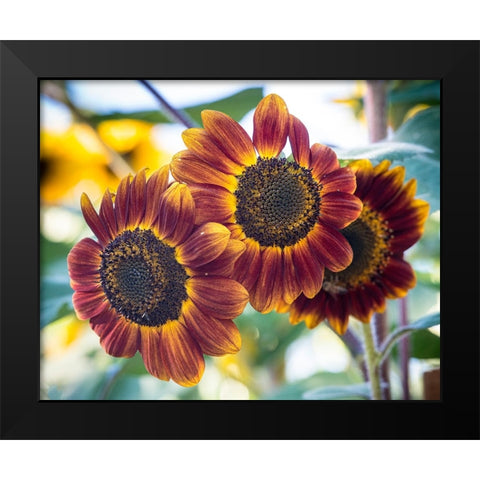 Trio of orange sunflowers gladdens a garden. Black Modern Wood Framed Art Print by Sederquist, Betty