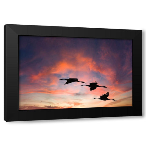 Trio of sandhill cranes settling in for the night. Black Modern Wood Framed Art Print with Double Matting by Sederquist, Betty