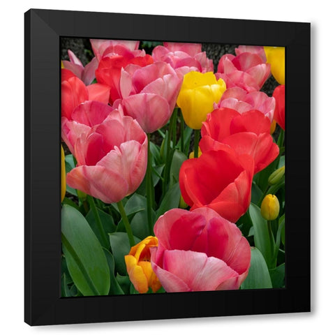 Bright tulips fill a garden at a local winery. Black Modern Wood Framed Art Print with Double Matting by Sederquist, Betty