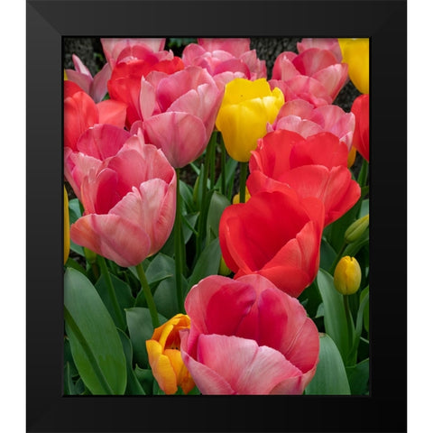 Bright tulips fill a garden at a local winery. Black Modern Wood Framed Art Print by Sederquist, Betty