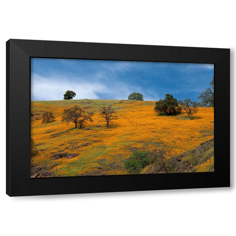 California poppies blooming in a field in Amador County. Black Modern Wood Framed Art Print with Double Matting by Sederquist, Betty