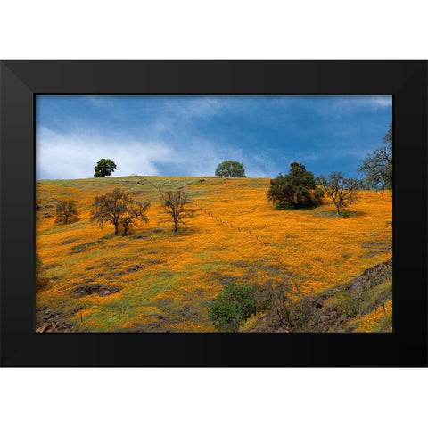 California poppies blooming in a field in Amador County. Black Modern Wood Framed Art Print by Sederquist, Betty