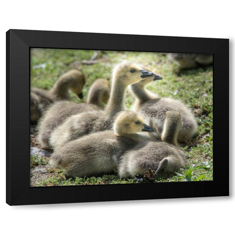 Canada geese goslings huddling together. Black Modern Wood Framed Art Print with Double Matting by Sederquist, Betty