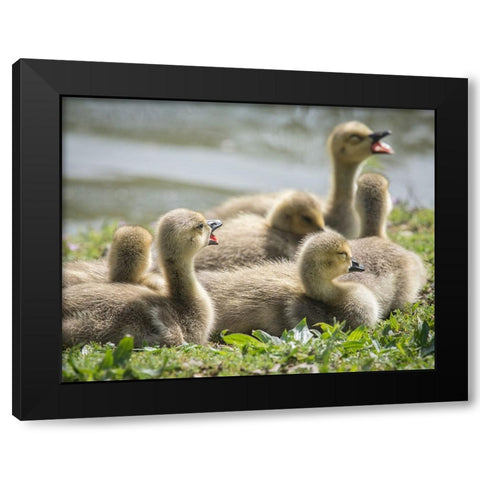 Canada geese goslings huddling together. Black Modern Wood Framed Art Print by Sederquist, Betty