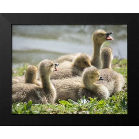 Canada geese goslings huddling together. Black Modern Wood Framed Art Print by Sederquist, Betty