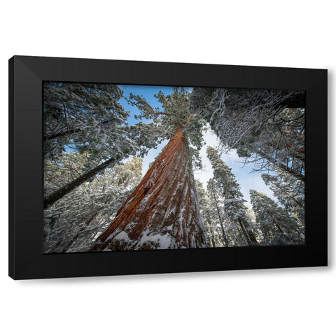 Fresh snow coating the trunk of this forest giant. Black Modern Wood Framed Art Print with Double Matting by Sederquist, Betty