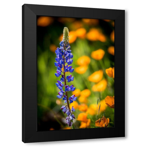 Lupines and poppies are two common wildflower that grow together. Black Modern Wood Framed Art Print with Double Matting by Sederquist, Betty