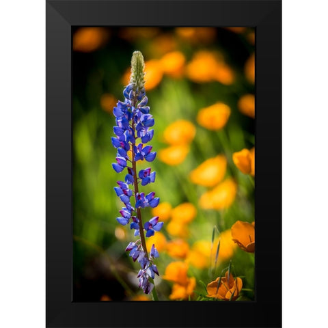 Lupines and poppies are two common wildflower that grow together. Black Modern Wood Framed Art Print by Sederquist, Betty