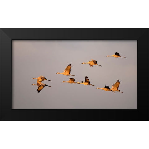 Sandhill cranes come in for the night in the Sacramento Valley. Black Modern Wood Framed Art Print by Sederquist, Betty