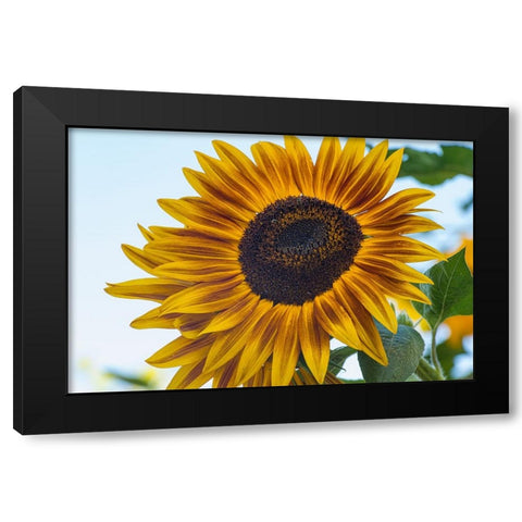 Sunflower brings happiness. Black Modern Wood Framed Art Print with Double Matting by Sederquist, Betty