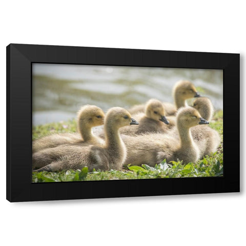 Warm and fuzzy Canada geese goslings crowd together. Black Modern Wood Framed Art Print by Sederquist, Betty