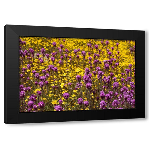 California Owls clover and a variety of yellow flowers fill a meadow in Carrizo Plain NM Black Modern Wood Framed Art Print by Tharp, Brenda