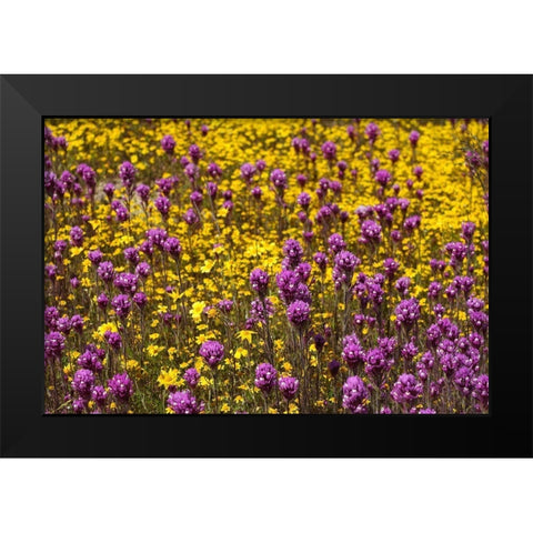 California Owls clover and a variety of yellow flowers fill a meadow in Carrizo Plain NM Black Modern Wood Framed Art Print by Tharp, Brenda