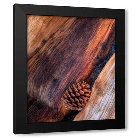 USA- California. White Mountains Bristle Cone Pine and Pine Cone. Black Modern Wood Framed Art Print by Gulin, Darrell