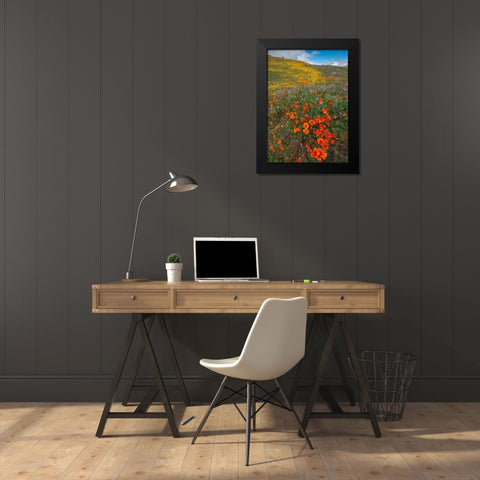 Orange Poppies-Goldfields and Filaree are protected from Wind near Lancaster and Antelope Valley Black Modern Wood Framed Art Print by Garber, Howie