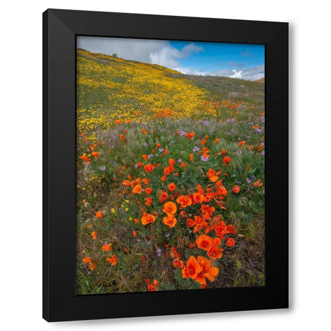 Orange Poppies-Goldfields and Filaree are protected from Wind near Lancaster and Antelope Valley Black Modern Wood Framed Art Print with Double Matting by Garber, Howie