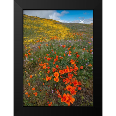 Orange Poppies-Goldfields and Filaree are protected from Wind near Lancaster and Antelope Valley Black Modern Wood Framed Art Print by Garber, Howie