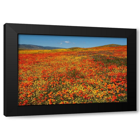 Hillside filled with Goldfields and California poppies near Lancaster and Antelope Valley Black Modern Wood Framed Art Print with Double Matting by Garber, Howie