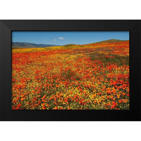 Hillside filled with Goldfields and California poppies near Lancaster and Antelope Valley Black Modern Wood Framed Art Print by Garber, Howie