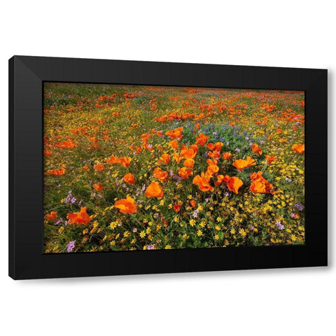 California-superbloom hillside near Lancaster-Yellow Goldfields-blue and purple filaree and Lupine Black Modern Wood Framed Art Print with Double Matting by Garber, Howie