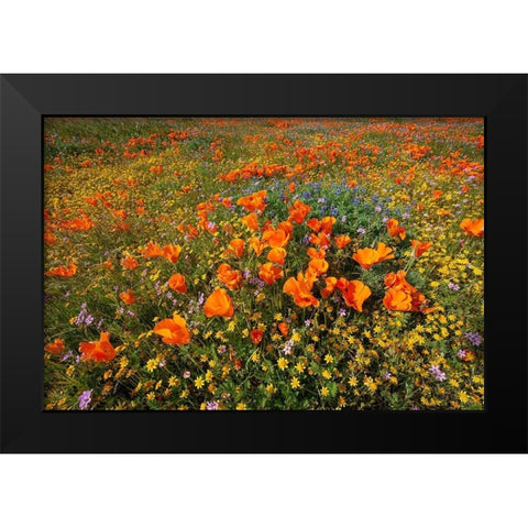 California-superbloom hillside near Lancaster-Yellow Goldfields-blue and purple filaree and Lupine Black Modern Wood Framed Art Print by Garber, Howie