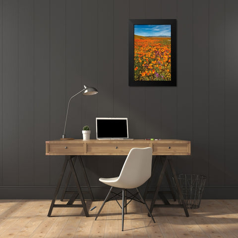 California-Owls Clover-Goldfields and California poppies on hillside near Lancaster-California Black Modern Wood Framed Art Print by Garber, Howie