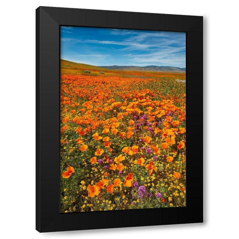 California-Owls Clover-Goldfields and California poppies on hillside near Lancaster-California Black Modern Wood Framed Art Print with Double Matting by Garber, Howie