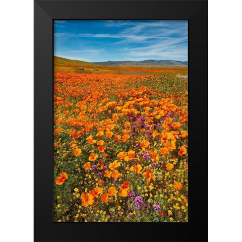 California-Owls Clover-Goldfields and California poppies on hillside near Lancaster-California Black Modern Wood Framed Art Print by Garber, Howie