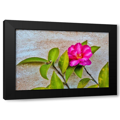 California-Carmel-Basilica of San Carlos Borromeo del Rio Carmelo-Flower Black Modern Wood Framed Art Print by Looney, Hollice