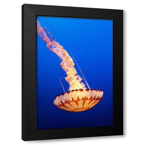 California-Monterey-Monterey Bay Aquarium-Jellyfish swimming Black Modern Wood Framed Art Print with Double Matting by Looney, Hollice