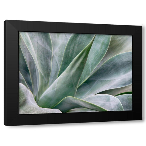 California-San Diego Agave plant (Agavaceae) Black Modern Wood Framed Art Print with Double Matting by Eggers, Julie