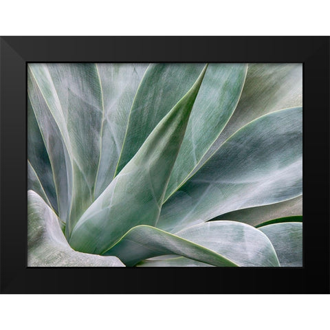 California-San Diego Agave plant (Agavaceae) Black Modern Wood Framed Art Print by Eggers, Julie