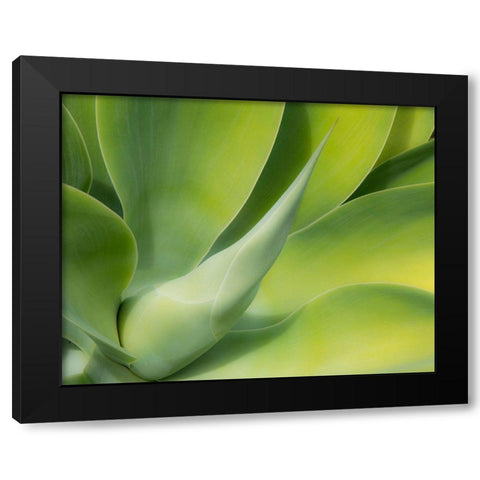 California-San Diego Close up of an Agave plant (Agavaceae) Black Modern Wood Framed Art Print by Eggers, Julie