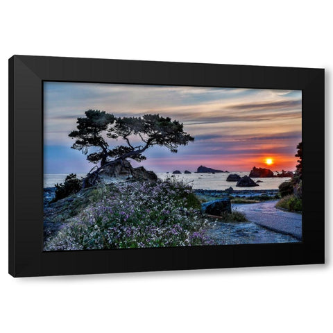 USA-California-Crescent City-Monterey Cypress Black Modern Wood Framed Art Print by Restuccia, Joe III