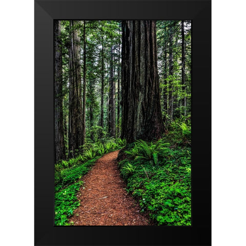 California-Crescent City-Damnation Creek Trail Black Modern Wood Framed Art Print by Restuccia, Joe III