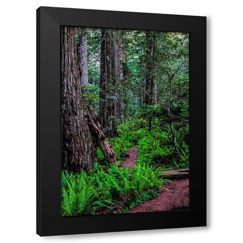 California-Crescent City-Damnation Creek Trail Black Modern Wood Framed Art Print with Double Matting by Restuccia, Joe III