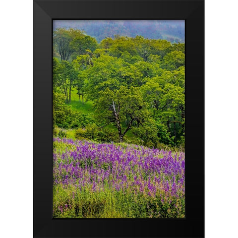 USA-California-Crescent City-Redwoods National Park-Silky Lupine Black Modern Wood Framed Art Print by Restuccia, Joe III