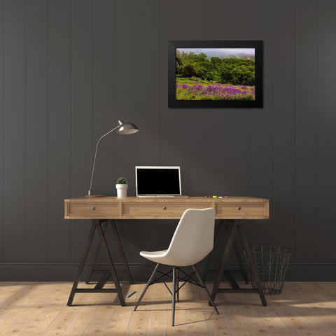 USA-California-Crescent City-Redwoods National Park-Bold Hills Black Modern Wood Framed Art Print by Restuccia, Joe III