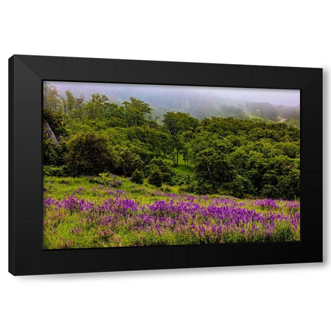USA-California-Crescent City-Redwoods National Park-Bold Hills Black Modern Wood Framed Art Print by Restuccia, Joe III