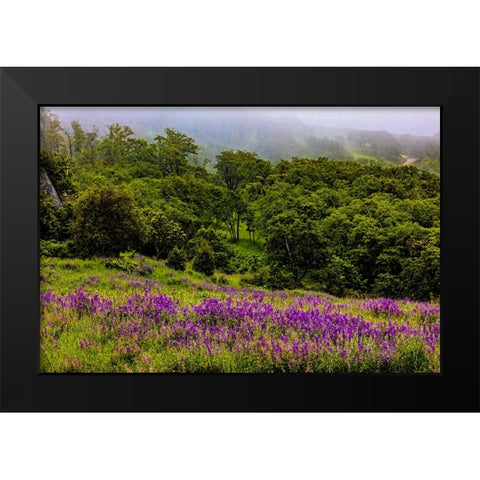 USA-California-Crescent City-Redwoods National Park-Bold Hills Black Modern Wood Framed Art Print by Restuccia, Joe III