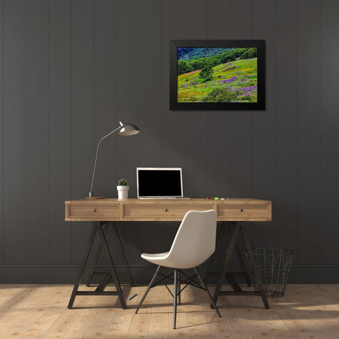 USA-California-Crescent City-Redwoods National Park-Bold Hills Black Modern Wood Framed Art Print by Restuccia, Joe III