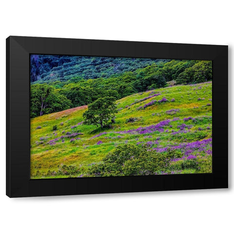 USA-California-Crescent City-Redwoods National Park-Bold Hills Black Modern Wood Framed Art Print with Double Matting by Restuccia, Joe III
