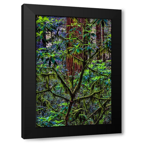 California-USA-Jedediah Smith Redwoods State Park-Redwoods National Park Black Modern Wood Framed Art Print by Restuccia, Joe III