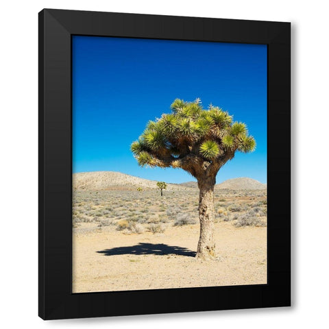 California Joshua Trees Black Modern Wood Framed Art Print with Double Matting by Wild, Jamie and Judy