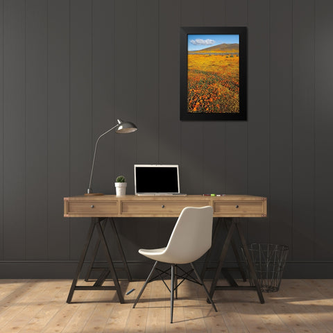 California Fields of California Poppy-Goldfields with clouds-Antelope Valley Black Modern Wood Framed Art Print by Zimmerman, Judith