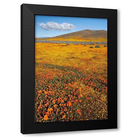 California Fields of California Poppy-Goldfields with clouds-Antelope Valley Black Modern Wood Framed Art Print by Zimmerman, Judith